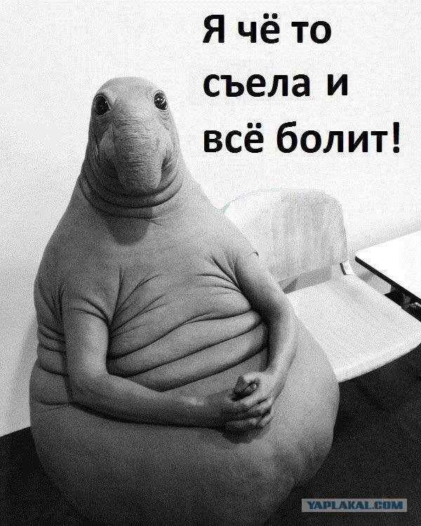 Самые известные мемы в истории Интернета