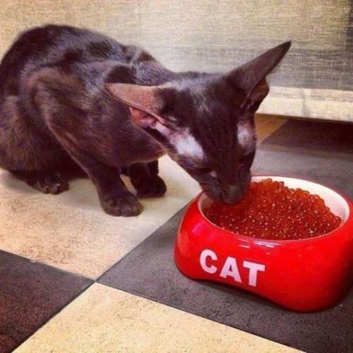 Прикольных котов пост
