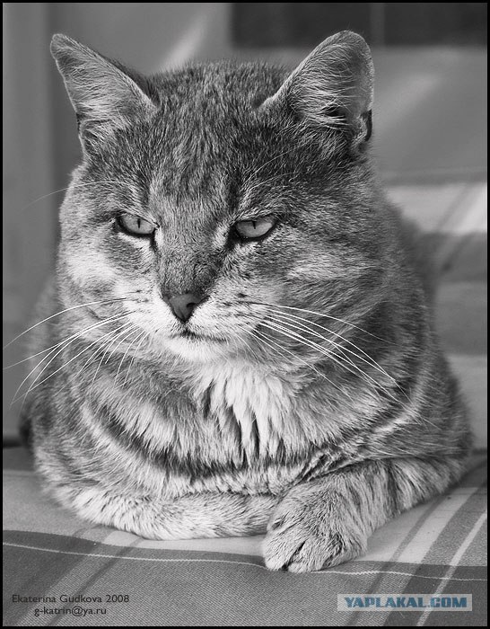 Котовторник на ЯПлакалъ