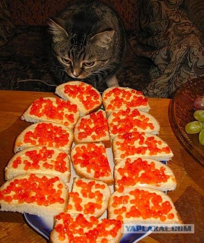 Котовторнику Да (09.12.08)