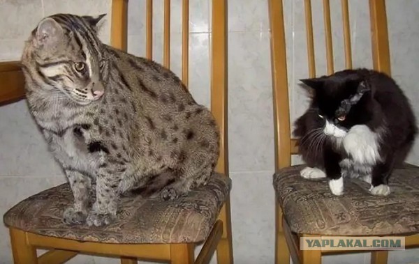 Кот против медведя. Вот это у котеньки "лапки"