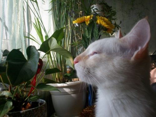 It's Catursday Fever! (Котовторник)