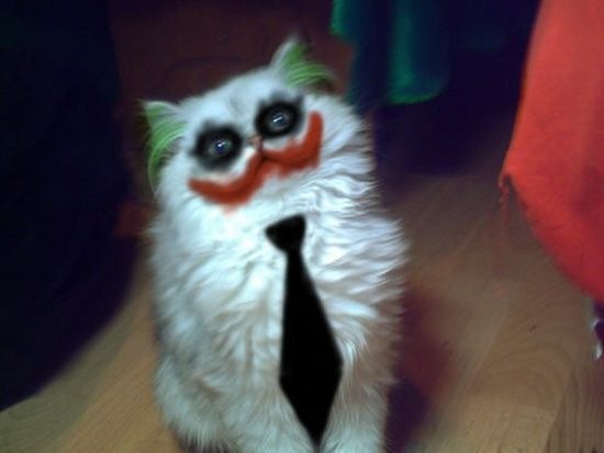 Котовторник 06.09.11