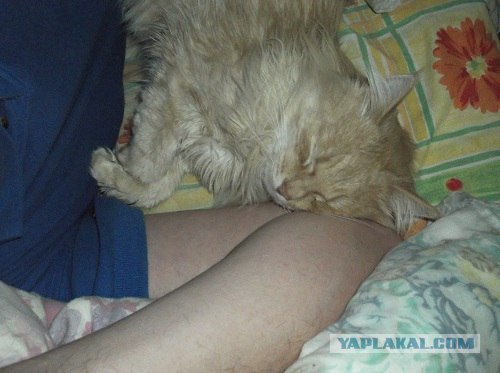 Котовторник! 08.11.11