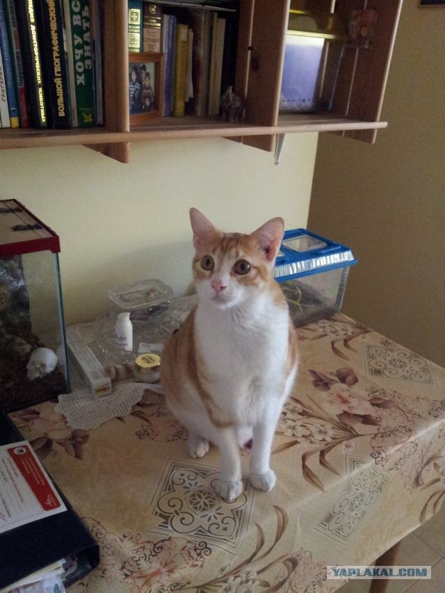 Котовторник (31.01.2012)