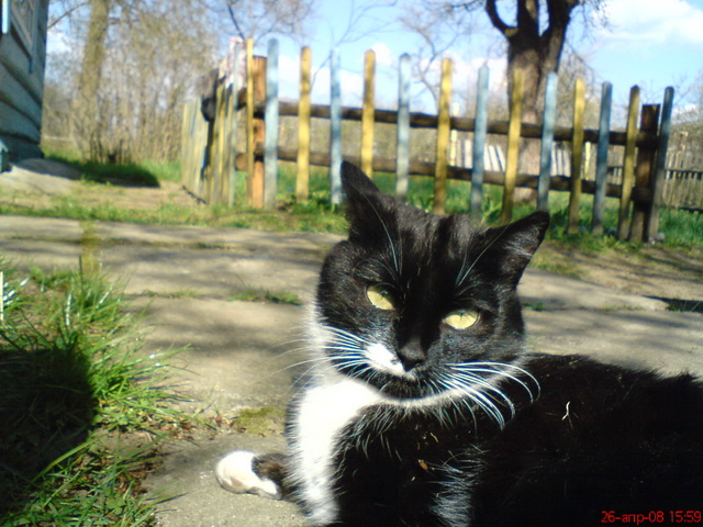 Котовторник! 13.03.2012