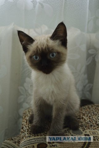 Котовторник 20.03.2012