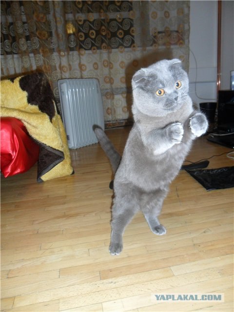 Котовторник на 26.06.12