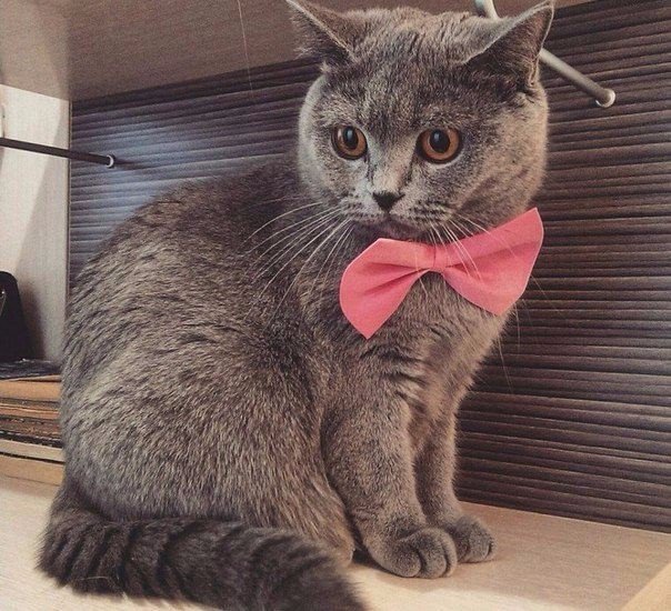 Забавные фото котеек