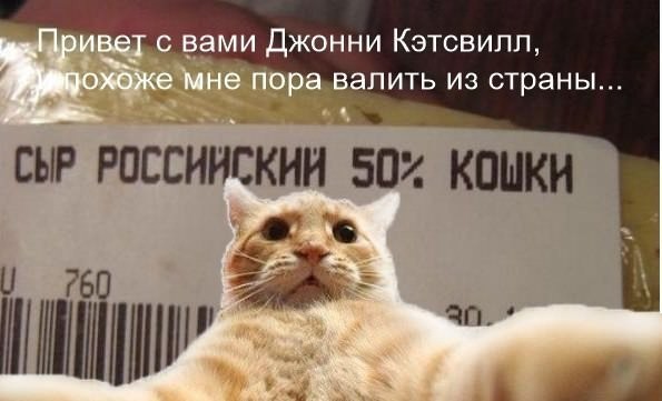 Котаны...