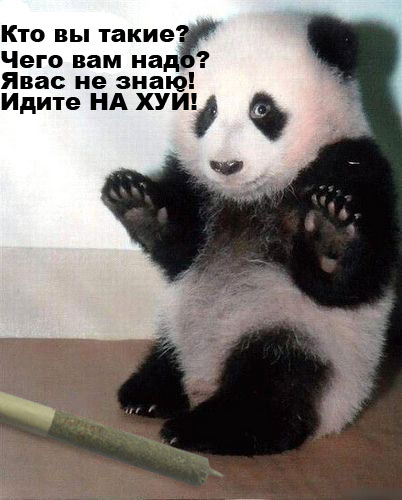 Фотожаба: Панда спалился!