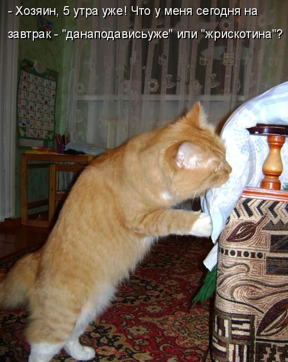 Смешные коты