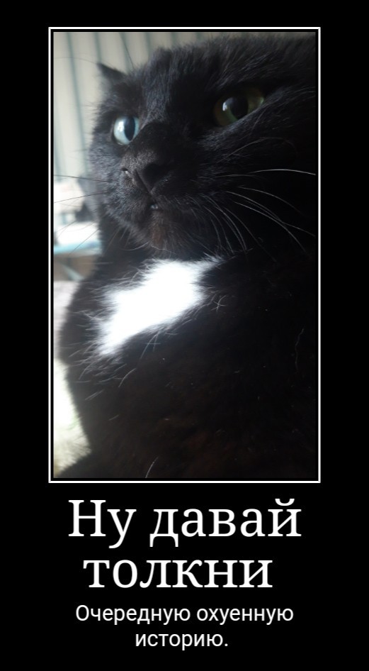 Котовторник 17.11.20