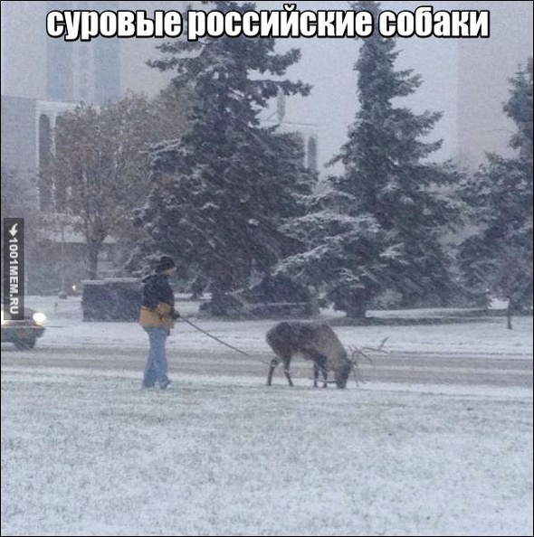Человек собаке друг и другие картинки под настроение 13.01.2022