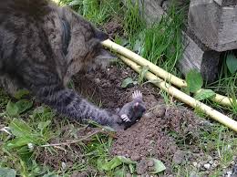 Котовторниковское