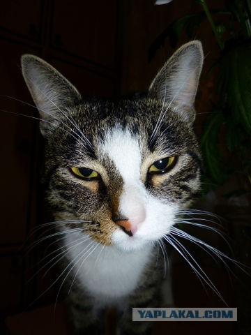 Котовторник  19.03.2013