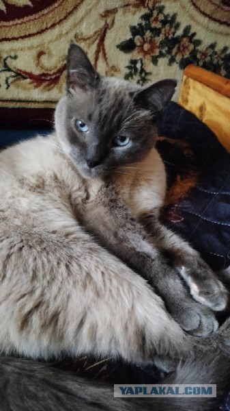 Коты белые, 12 литров