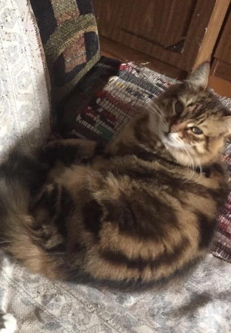 Кошки не плачут?