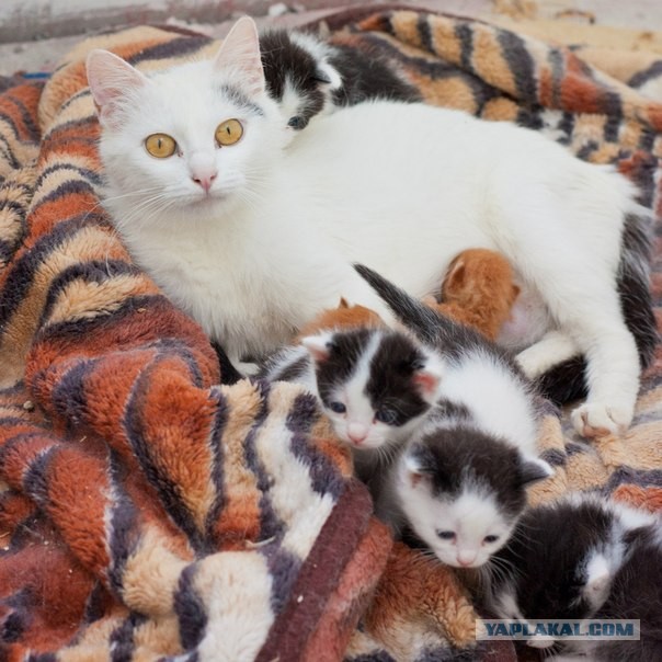 Котовторник 30.04.2013