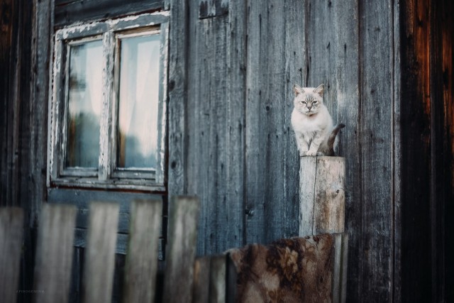 Коты деревенской породы