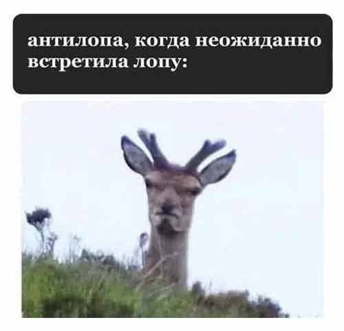 Так себе картинки 25.10.24