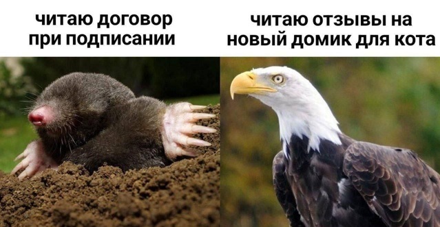 Дэвид Духовный