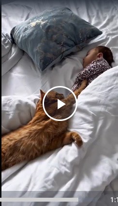 Котоволхвы