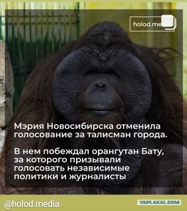 Прокуратура и РКН начали проверку баннеров в Новосибирске в честь 9 Мая, на которых изображена обезьяна