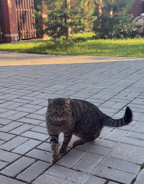 Поздравляем, у вас тройняшки!