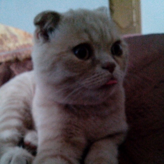 Котовторник 10.06.2014