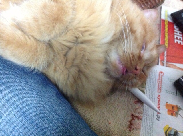 Котовторник 01.07.2014