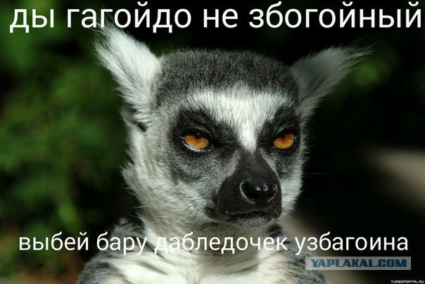История Шлепка