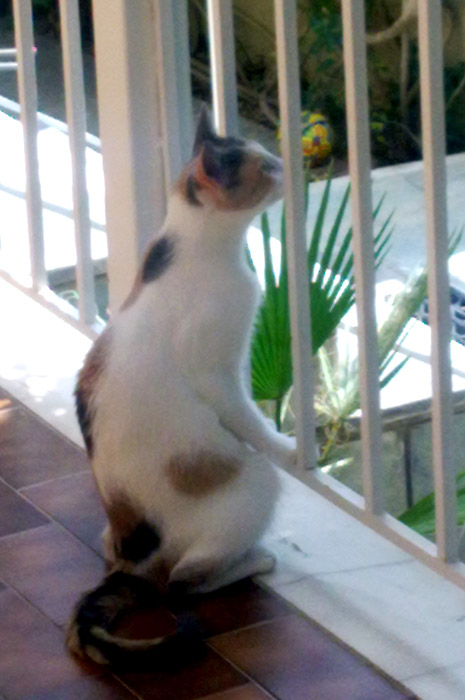 Котовторник 11.11.2014