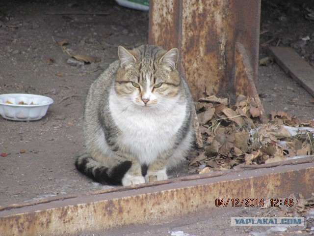 Котовторник 9.12.2014