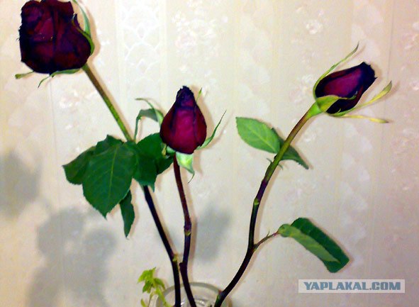 Подарки к 14 февраля