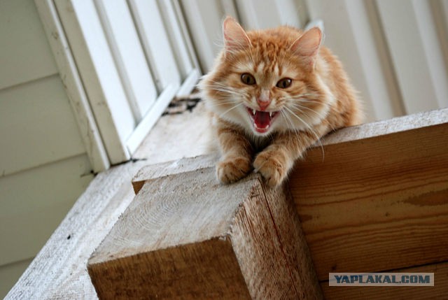 Котовторник 31.03.2015