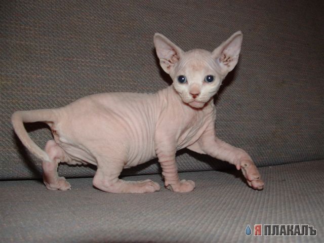 Коты, кошки, котята