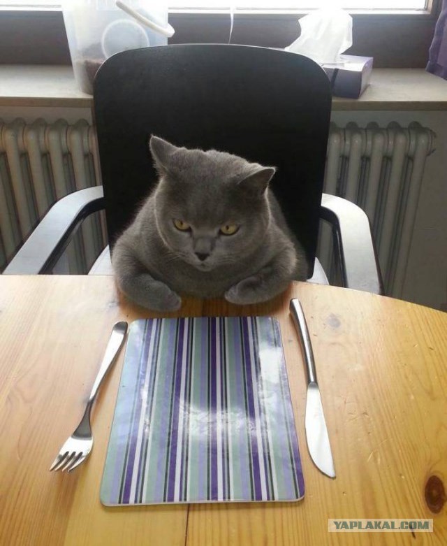 Купил коту вкусняшку в Пятерочке