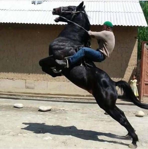 Порция картинок из сети.