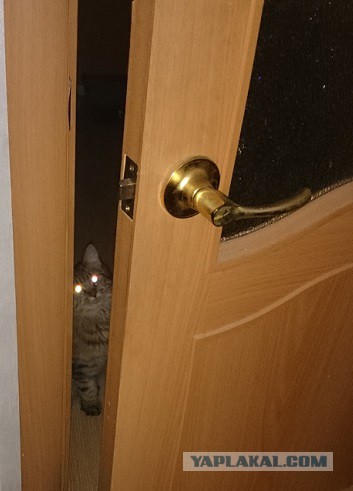 Испытание для самых внимательных: разглядите кота на фотках
