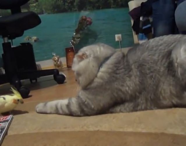Коты из сети