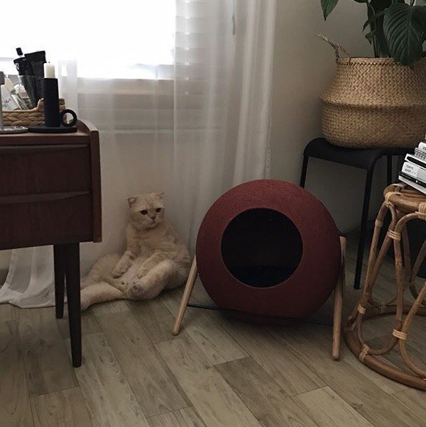 Прикольных котов пост