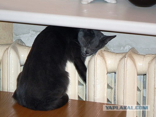Котовторник на 2 ноября