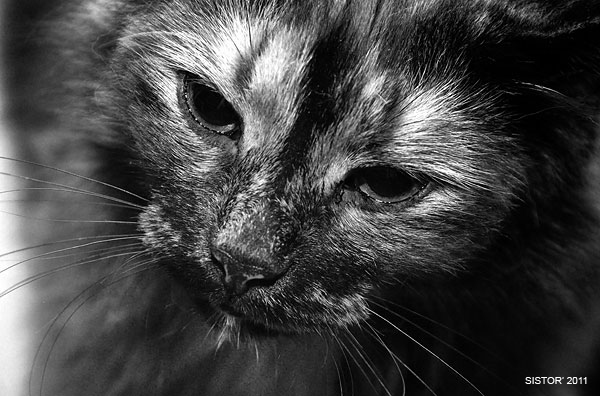 Котовторник, для любителей кошек
