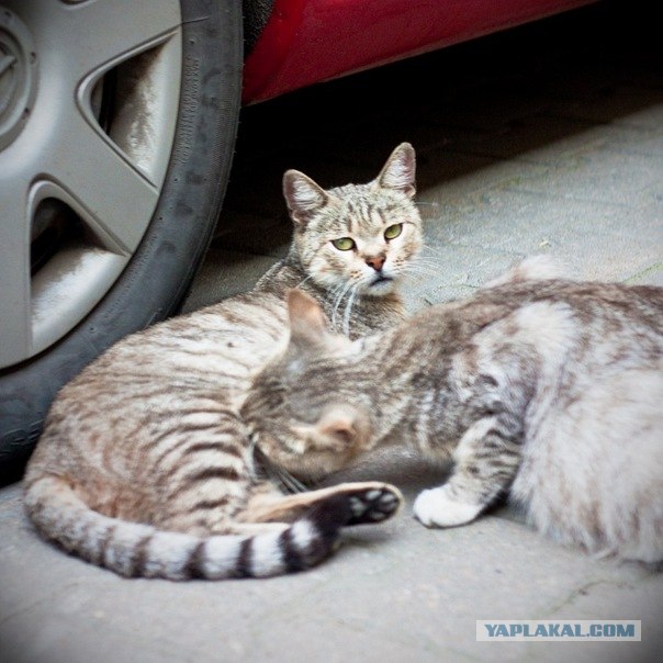 Котовторник 13.12.11 - магическе числа