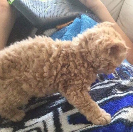Прикольных котов пост