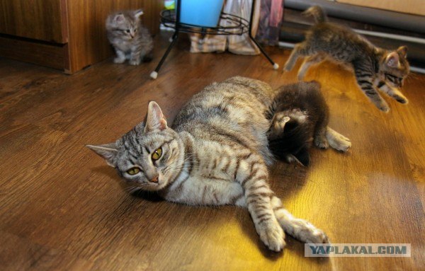 Котовторник 24.07.2012