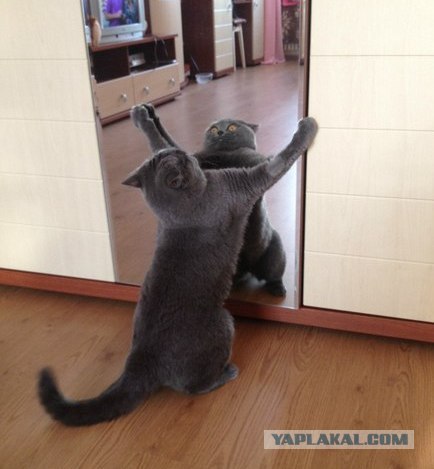 Ох уж эти коты :3