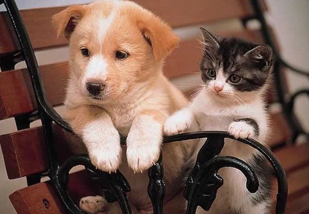 Уже не котовторник, но еще и не собакочетверг