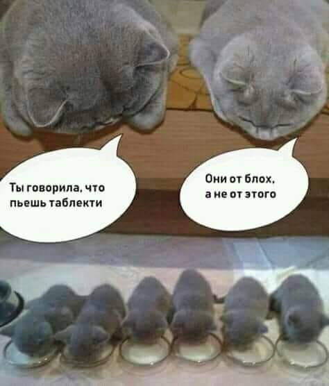 Пара-пара-пам! Фьють. Картинки с надписями. И без
